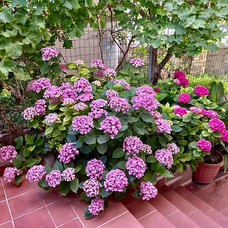 La Casa Dei Fiori Lägenhet Florinas